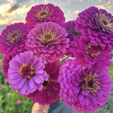 Benary's Giant Purple, Zinnia Seeds - Packet image number null